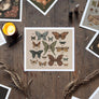 Butterflies and Moths