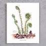 Christmas Fern
