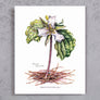 Great White Trillium