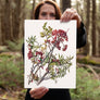 Mountain Ash