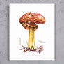 Orange Amanita Mushroom