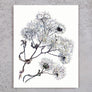 Aster