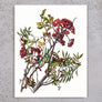 Mountain Ash