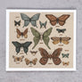Butterflies and Moths