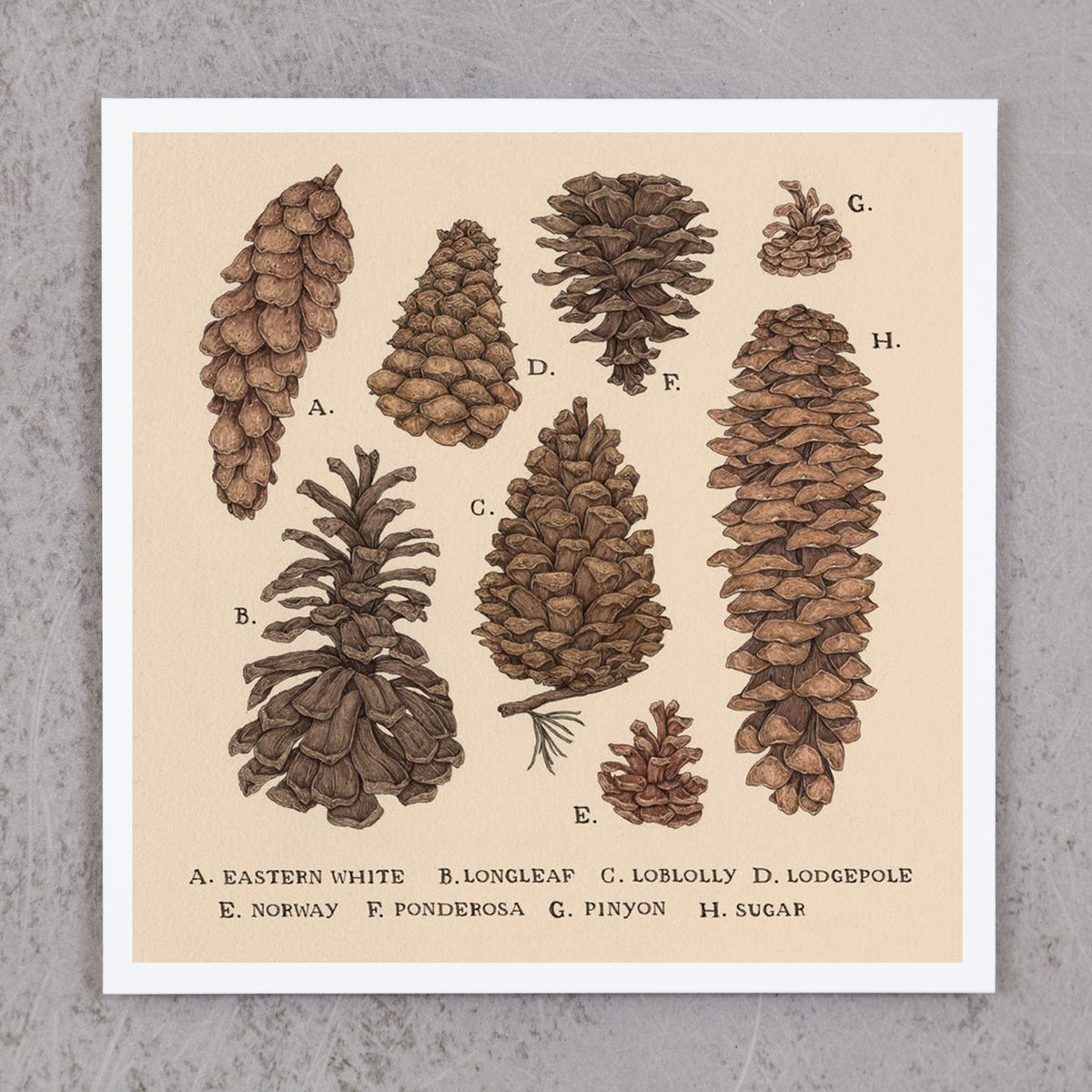 Pine Cone Symbolism and Meaning Uncovered: Ultimate Guide -  SimplyBeyondHerbs