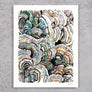 Turkey Tail Mushroom