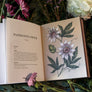 floriography illustrated flowers book by jessica roux