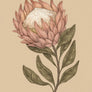 A Protea illustration from the Protea page of Floriography by Jessica Roux.