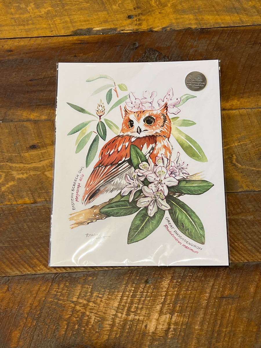 Screech Owl and Rhododendron