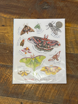 Moths of Eastern North America