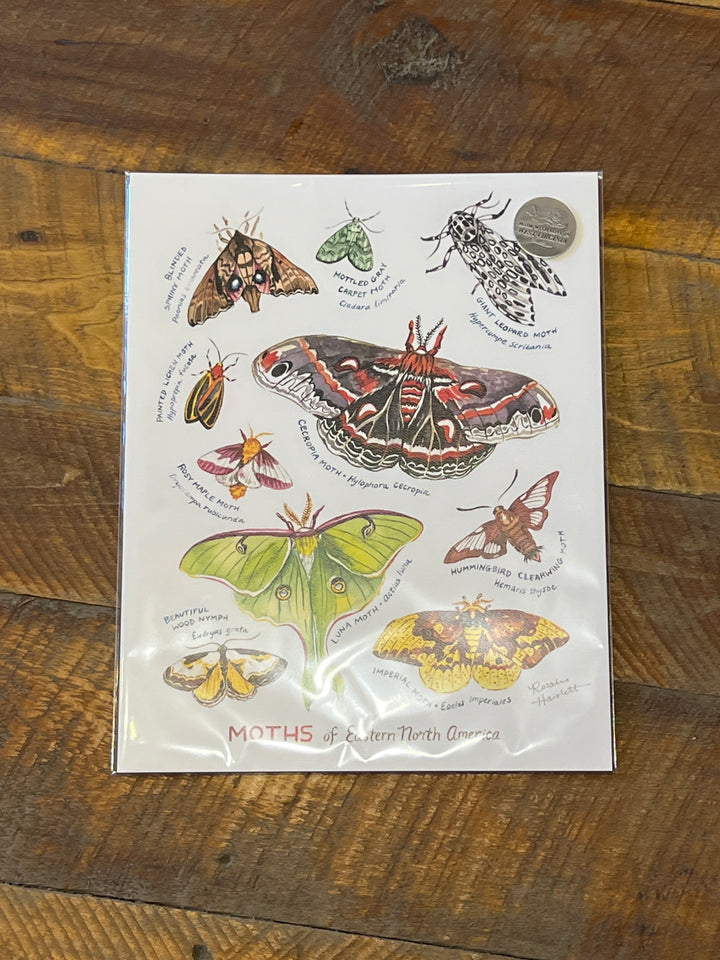 Moths of Eastern North America