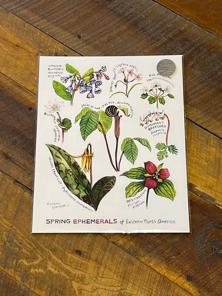 Ephemeral Wildflowers of Eastern North America