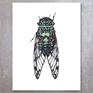 Cicada