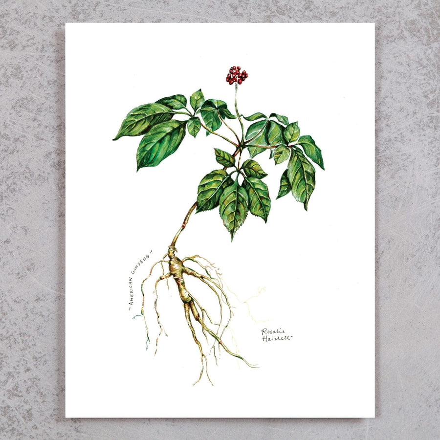 Ginseng