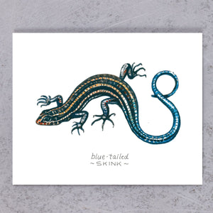 Blue-Tailed Skink