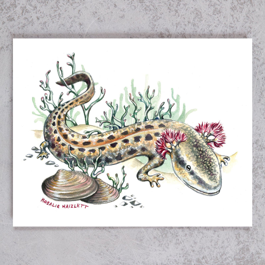 Mudpuppies