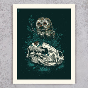 Owl and Skull