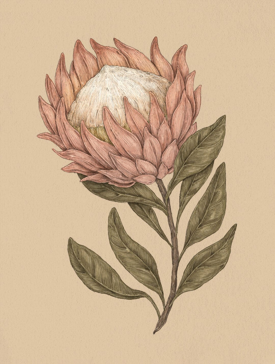 A Protea illustration from the Protea page of Floriography by Jessica Roux.
